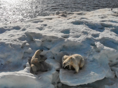 Auf einer zerklüfteteten, verschmutzten Eisscholle liegen zwei Eisbären, am Horizont sieht man eine Art Ölplattform.